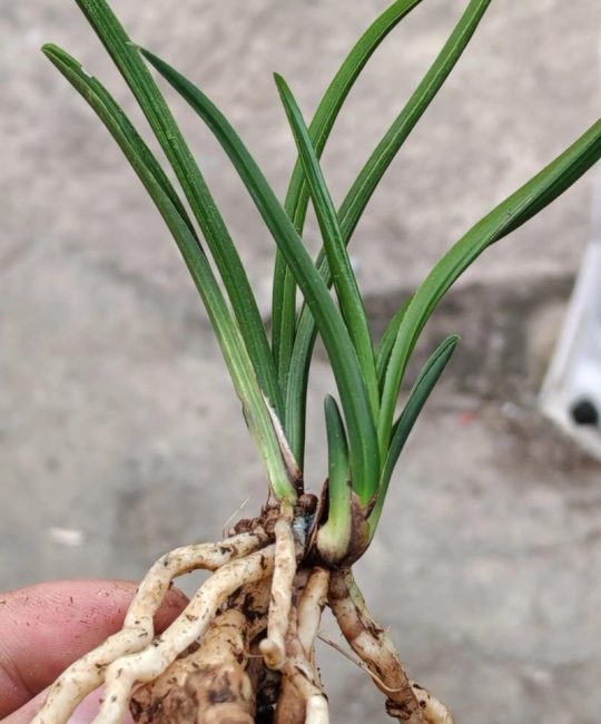 野生蕙兰花怎么养？家庭驯化养护指南