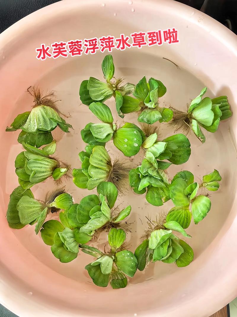 水草在鱼缸里起什么作用——净化水质、供氧抑藻与生态平衡全解析 选择与配置的关键判断标准