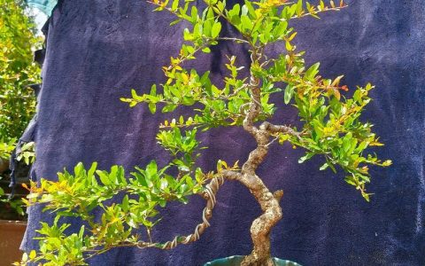 盆栽石榴品种选择指南：铁皮、突尼斯与玛瑙籽的全面对比