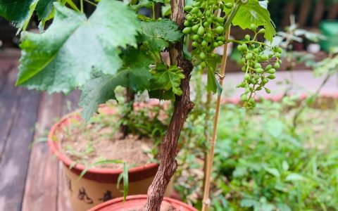 六月栽葡萄树能活，但必须按“降蒸腾、促生根、稳水分”三步做