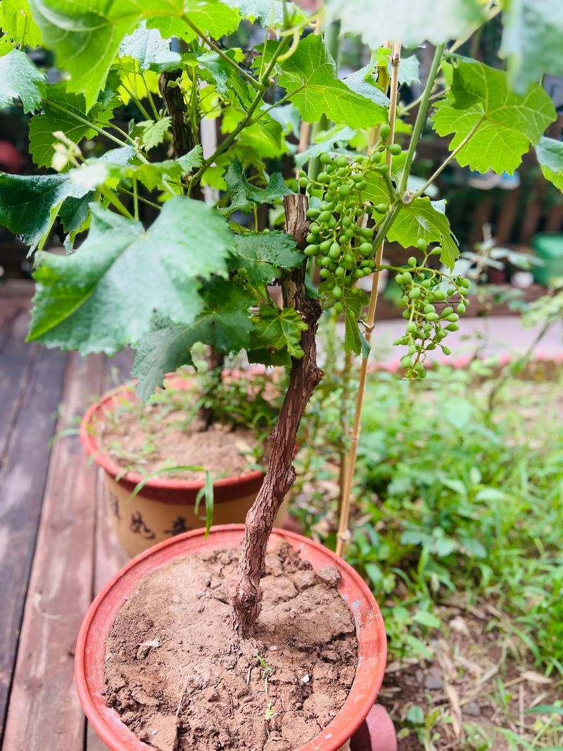 六月栽葡萄树能活,但必须按“降蒸腾、促生根、稳水分”三步做 六月定植葡萄苗,南北主产区都能成活