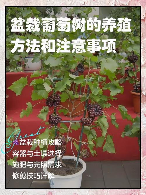 六月栽葡萄树能活,但必须按“降蒸腾、促生根、稳水分”三步做 常见问题里的判断标准要记牢