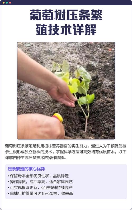 六月栽葡萄树能活,但必须按“降蒸腾、促生根、稳水分”三步做 六月栽葡萄,结果年限和经济价值要按品种看