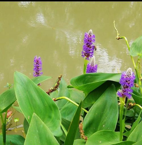 河里有什么植物?常见水生植物介绍与庭院水景应用 三、沉水植物:水下的“造氧机”