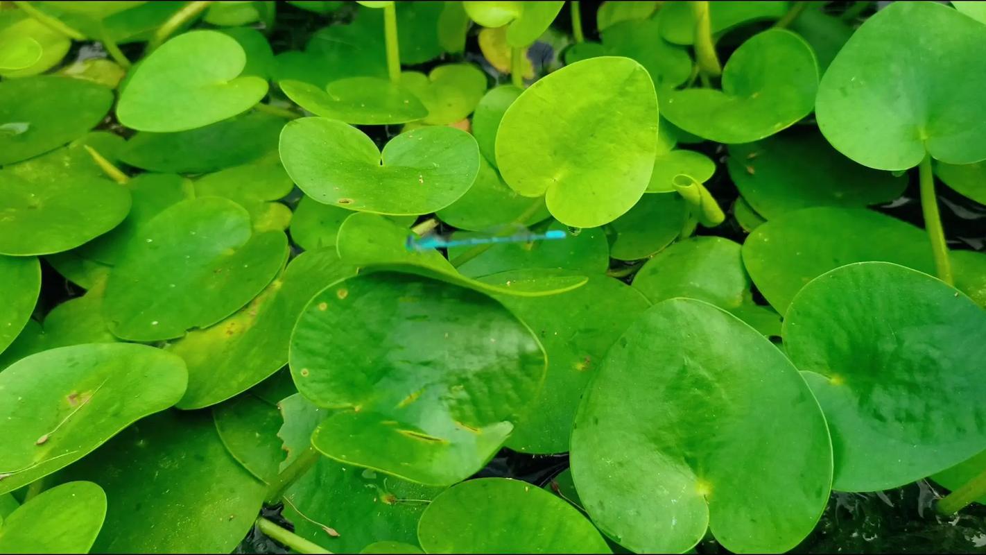 河里有什么植物?常见水生植物介绍与庭院水景应用 五、给园艺爱好者的综合建议