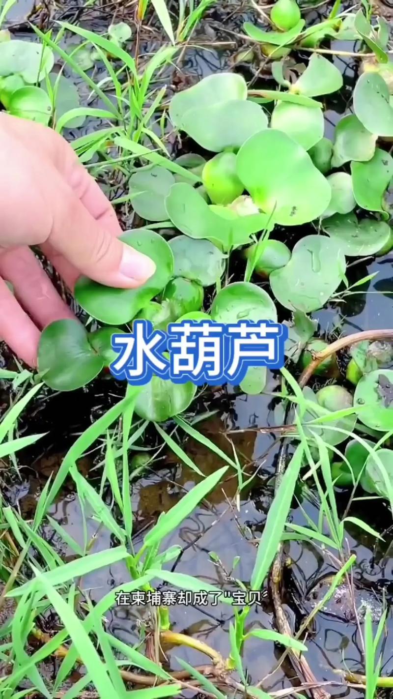 河里有什么植物?常见水生植物介绍与庭院水景应用 四、漂浮植物:随波逐流的“小精灵”