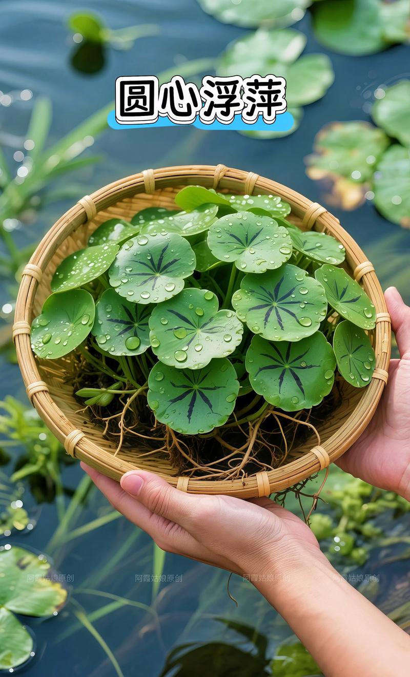 浮萍不是沉水植物!——浮萍生态分类与池塘管理完整指南 浮萍不是沉水植物!——浮萍生态分类与池塘管理完整指南