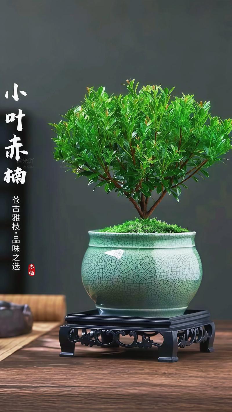 赤楠盆景开花好吗?利弊分析与花期管理全攻略 二、影响赤楠盆景开花结果的关键因素