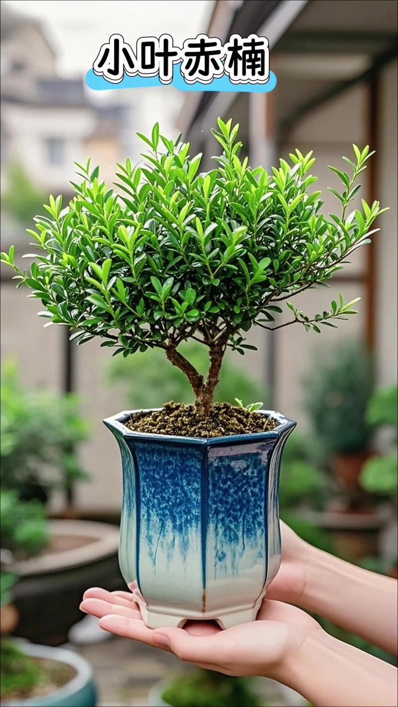 赤楠盆景开花好吗?利弊分析与花期管理全攻略 五、赤楠盆景开花结果期养护要点