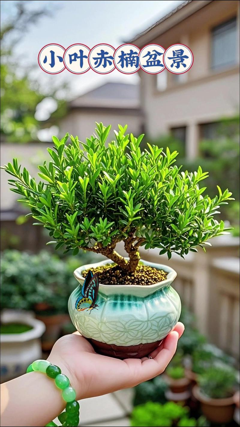 赤楠盆景开花好吗?利弊分析与花期管理全攻略 三、权衡利弊:是否保留花朵?