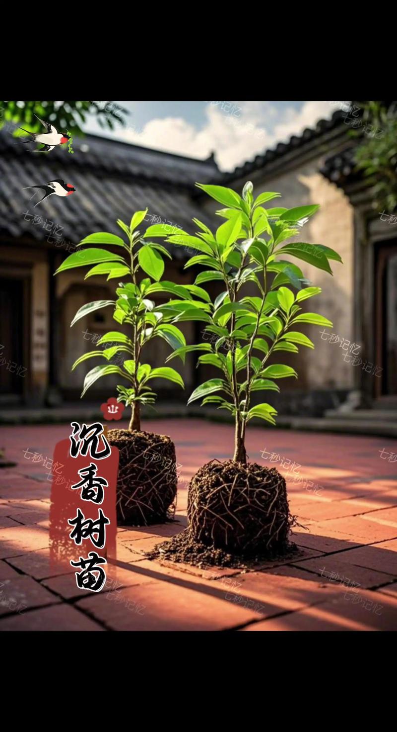 日本什么树最贵?盘点那些价值连城的园艺珍木 五针松:优雅与稀有的代名词