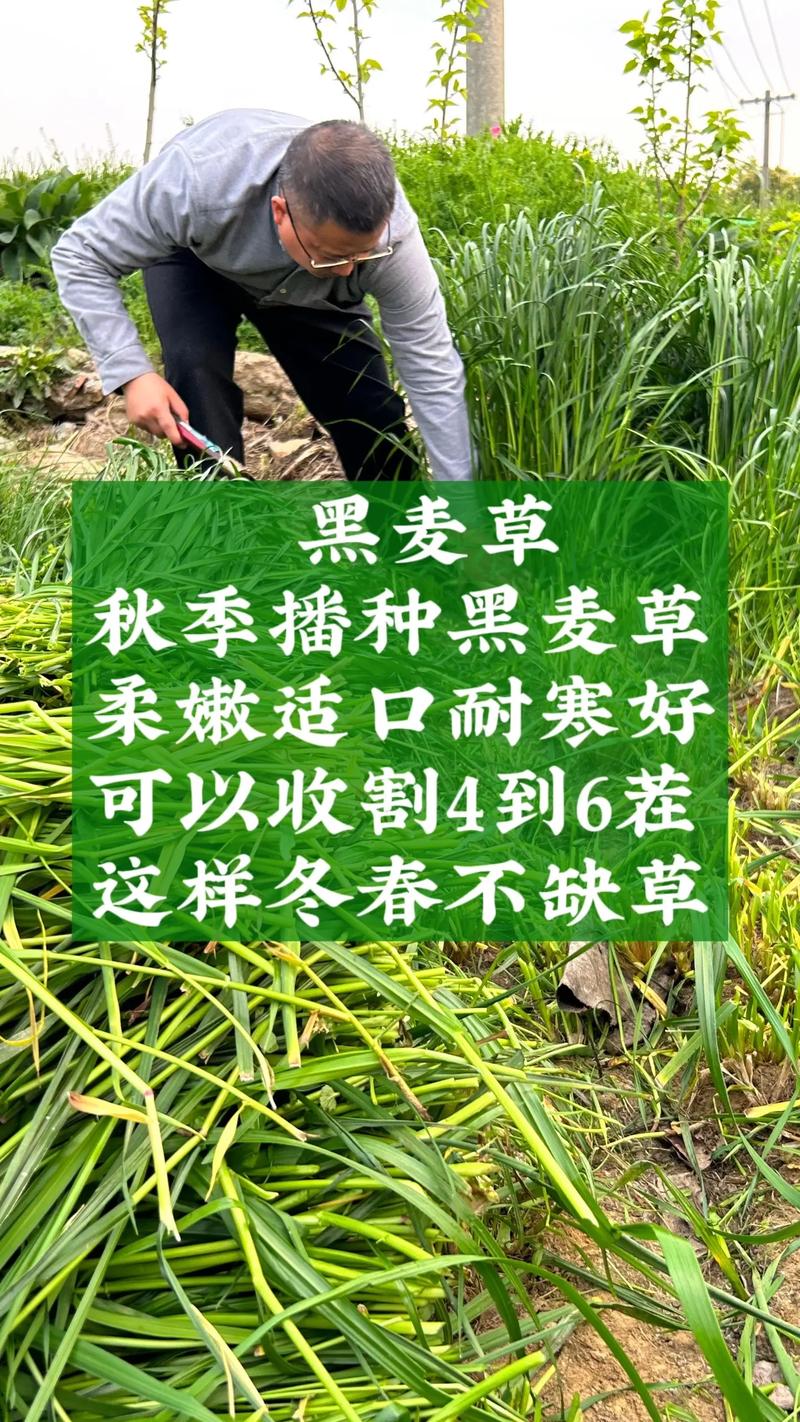 黑麦草种多少钱一斤?2026年最新价格区间与影响因素解析 黑麦草种多少钱一斤?价格快速参考