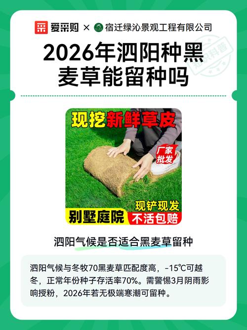 黑麦草种多少钱一斤?2026年最新价格区间与影响因素解析 数量因素:零售、批发和工程用量价格分层