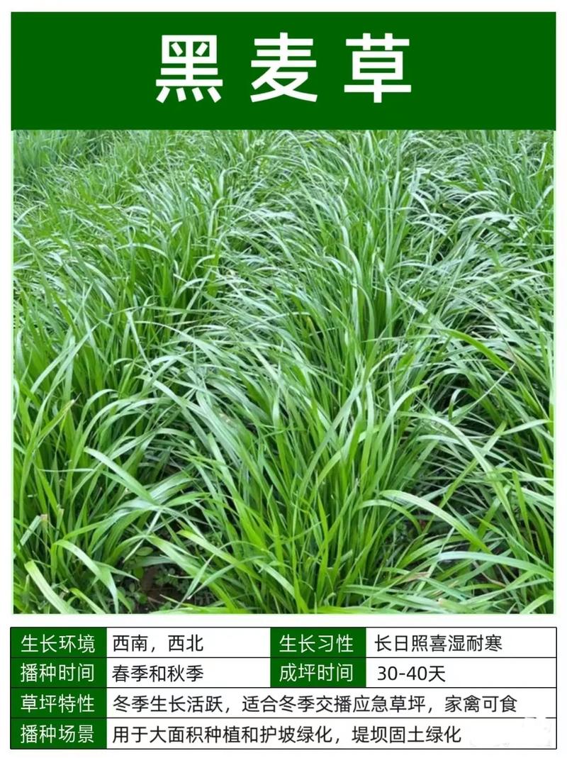 黑麦草种多少钱一斤?2026年最新价格区间与影响因素解析 常见问题(FAQ)