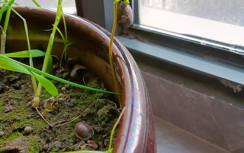 释迦果的籽能种吗？家庭盆栽从种子到发芽的完整指南