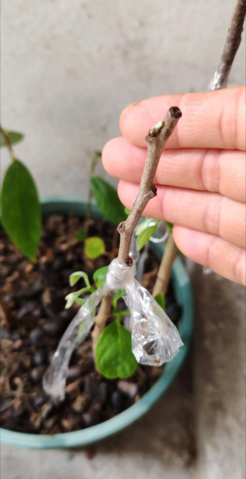 释迦果的籽能种吗?家庭盆栽从种子到发芽的完整指南 六、缓苗管理(发芽期管理)