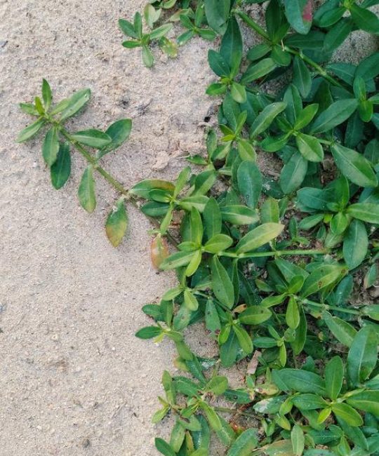 喜旱莲子草是水生植物吗？专业解析其水生特性、种植参数与生态管控