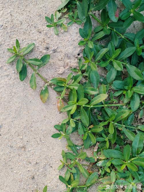 喜旱莲子草是水生植物吗?专业解析其水生特性、种植参数与生态管控 喜旱莲子草是水生植物,属于挺水型