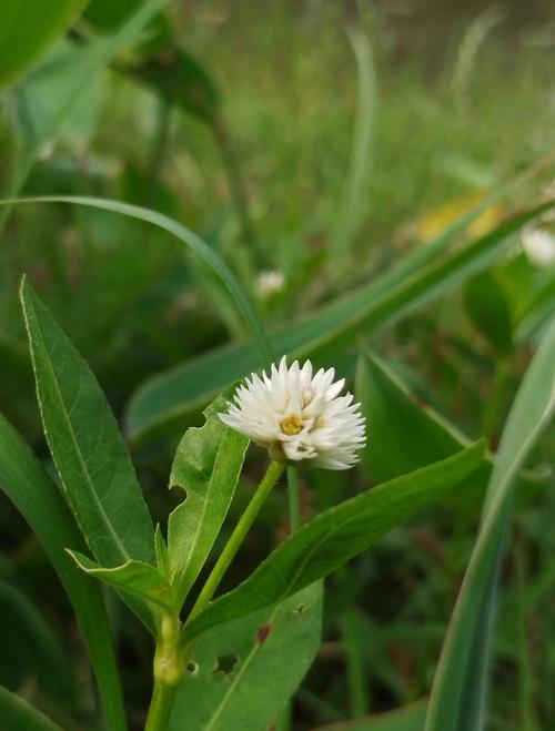 喜旱莲子草是水生植物吗?专业解析其水生特性、种植参数与生态管控 如何确认喜旱莲子草的水生属性
