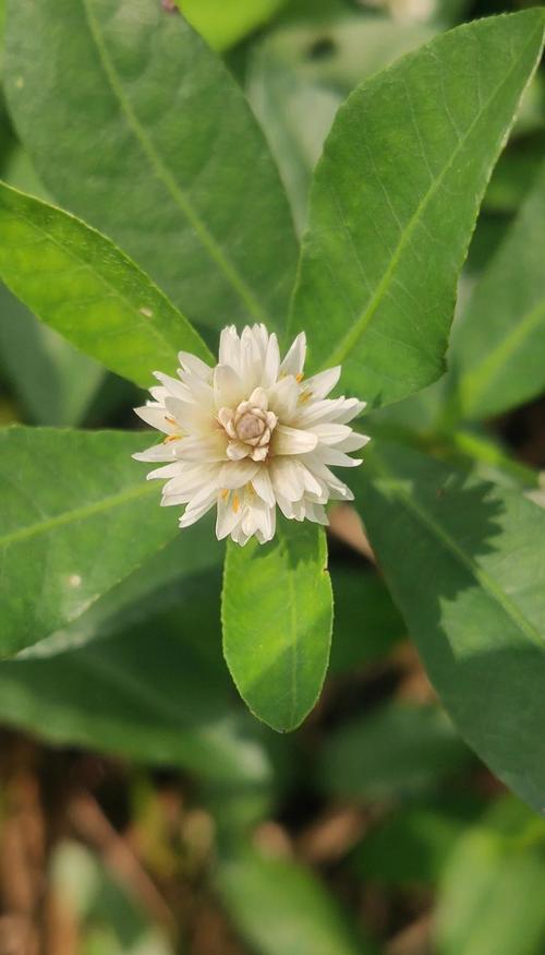喜旱莲子草是水生植物吗?专业解析其水生特性、种植参数与生态管控 喜旱莲子草在池塘与河道中的种植与管控流程