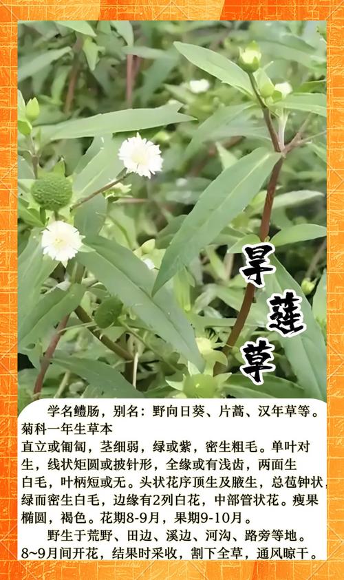 喜旱莲子草是水生植物吗?专业解析其水生特性、种植参数与生态管控 喜旱莲子草关键栽培参数一览