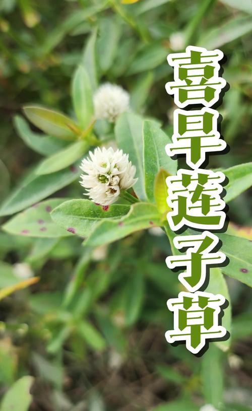 喜旱莲子草是水生植物吗?专业解析其水生特性、种植参数与生态管控 适合引入喜旱莲子草的生态场景