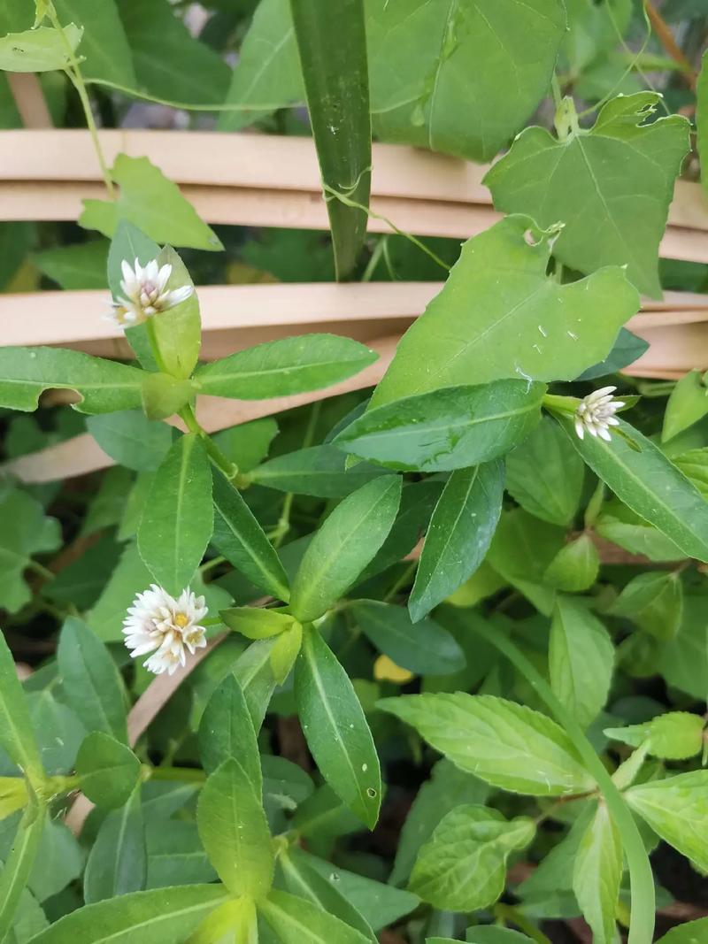 喜旱莲子草是水生植物吗?专业解析其水生特性、种植参数与生态管控 关于喜旱莲子草的五个常见误区