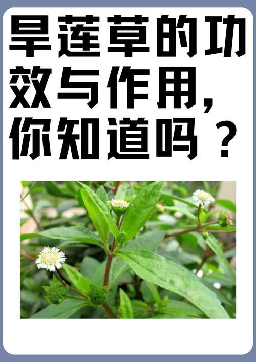 喜旱莲子草是水生植物吗?专业解析其水生特性、种植参数与生态管控 总结