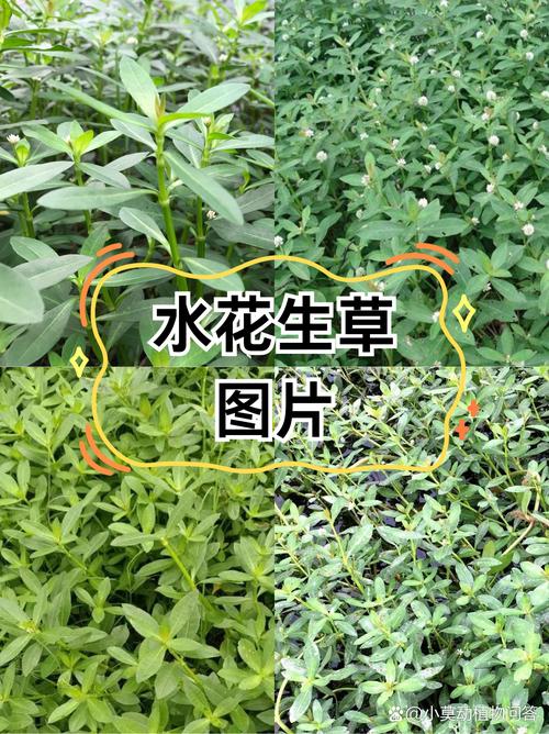 喜旱莲子草是水生植物吗?专业解析其水生特性、种植参数与生态管控 读者高频问题解答