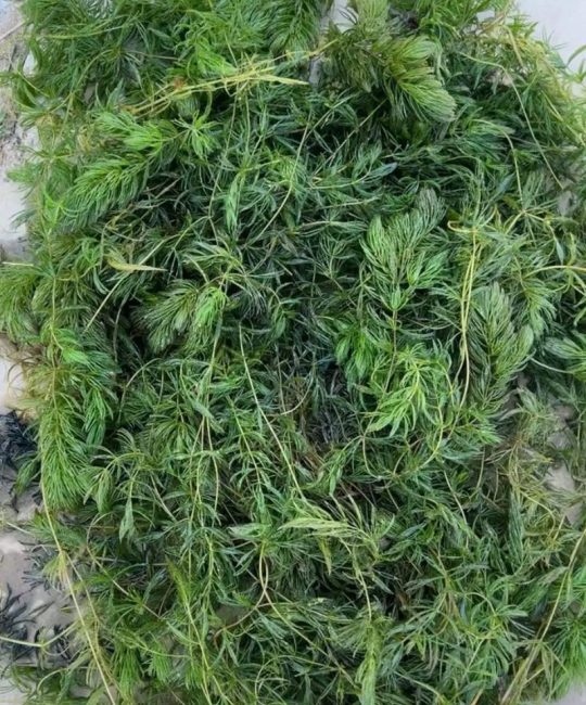 苦草长什么样子图片？详解沉水植物的形态特征与景观应用