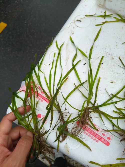 苦草长什么样子图片?详解沉水植物的形态特征与景观应用 苦草在池塘与河道中的应用