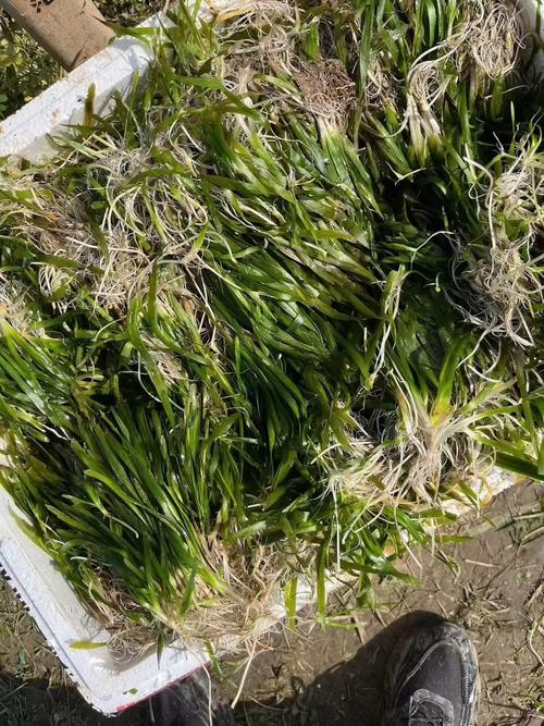 苦草长什么样子图片?详解沉水植物的形态特征与景观应用 常见问题解答