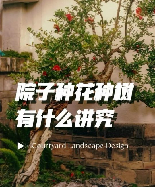 屋后栽柳树有什么说法？传统讲究与现代园林的平衡之道