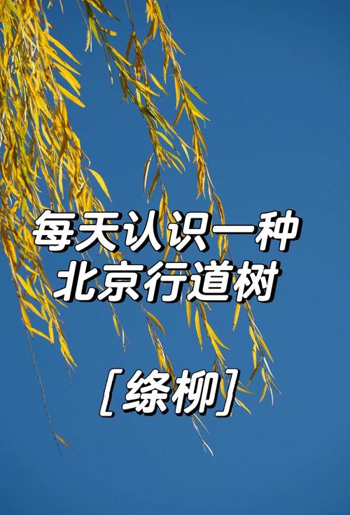 屋后栽柳树有什么说法?传统讲究与现代园林的平衡之道 三、综合建议:如何平衡传统与现代