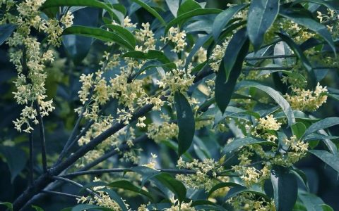 窗户对着桂花树好不好？园艺师告诉你真相与实用建议