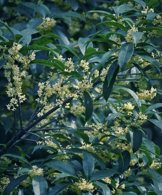 窗户对着桂花树好不好？园艺师告诉你真相与实用建议