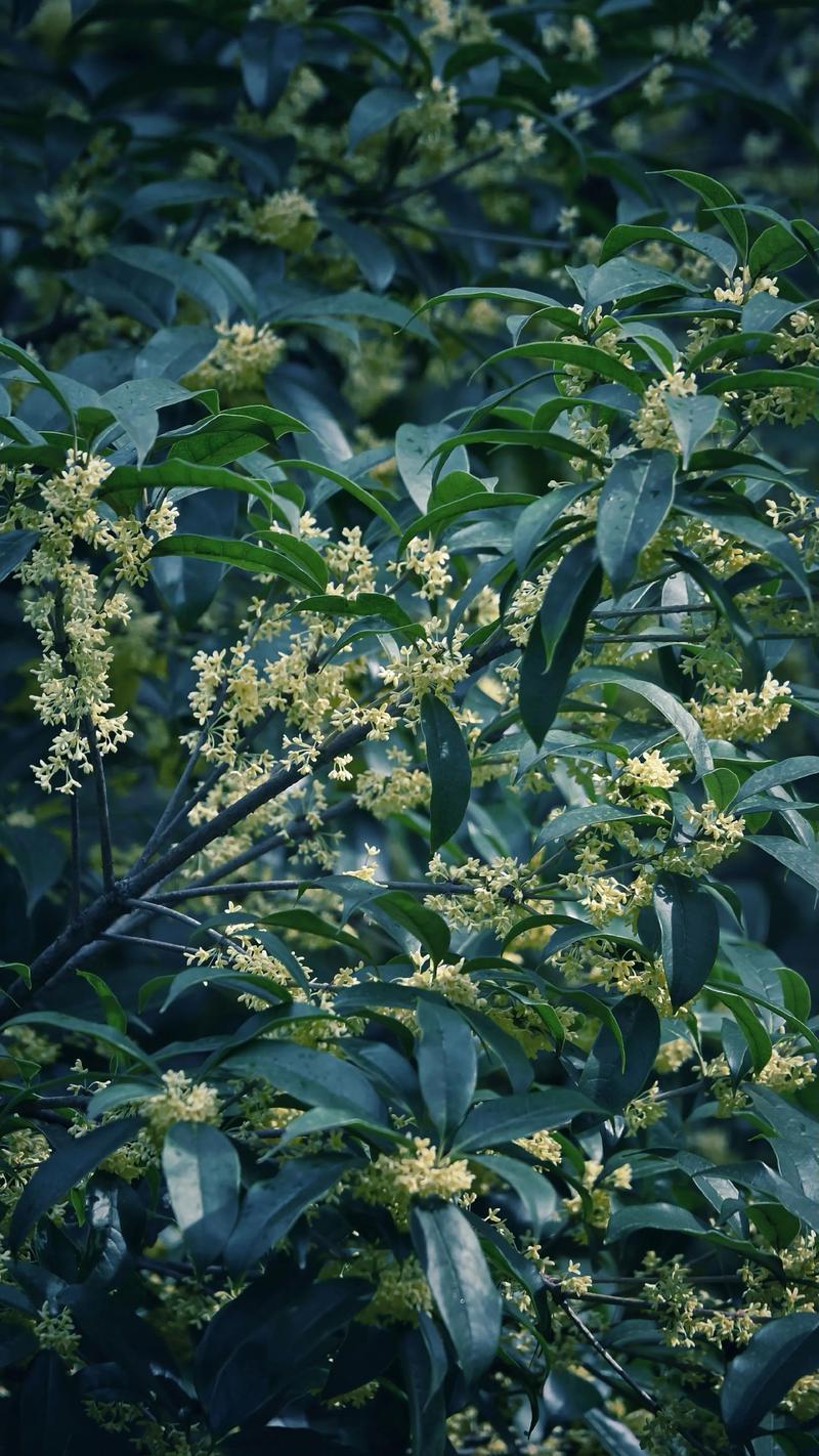 窗户对着桂花树好不好?园艺师告诉你真相与实用建议 窗户对着桂花树好不好?园艺师告诉你真相与实用建议