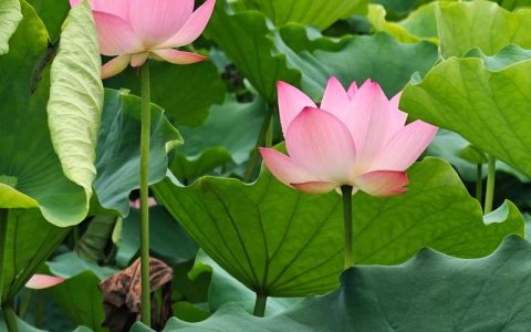 荷花什么季节开花？6-9月盛花期全攻略
