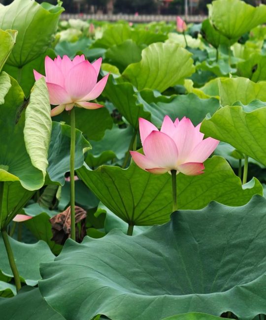 荷花什么季节开花？6-9月盛花期全攻略