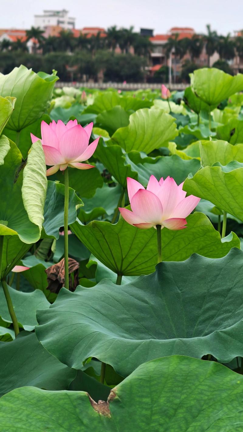荷花什么季节开花?6-9月盛花期全攻略 荷花什么季节开花?6-9月盛花期全攻略