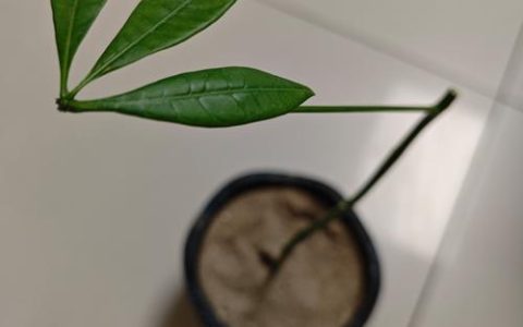 发财树扦插全攻略：从选枝到生根，精准参数与避坑指南
