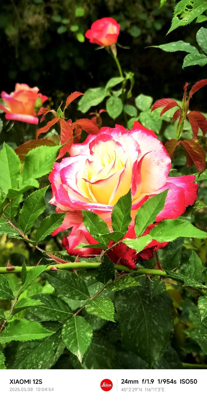 北京市市花:月季 北京市市花:月季