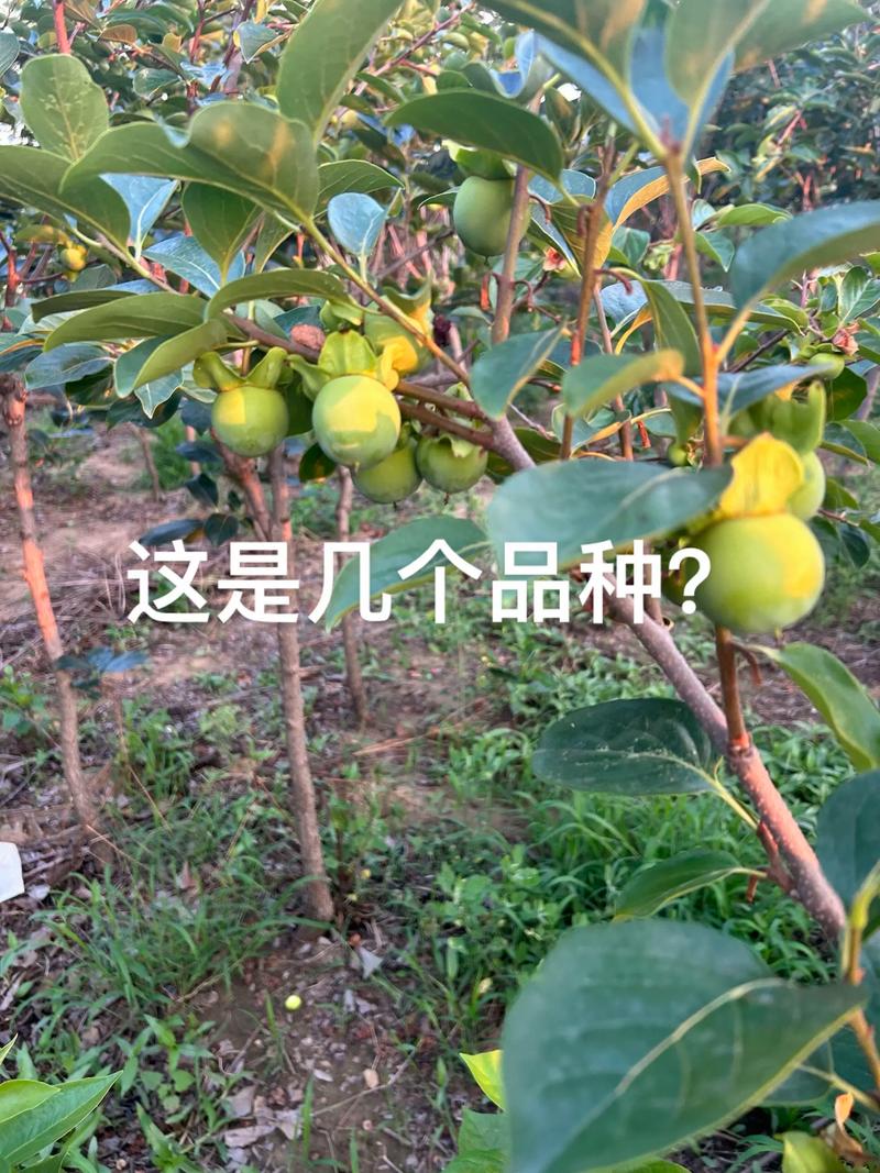 家里可以栽柿子树吗?科学选址与养护全攻略 苗木采购质量判断:一看嫁接口、二看根系、三看苗龄