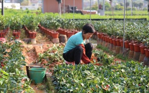 适宜时间：夏季并非最佳，但可应急操作