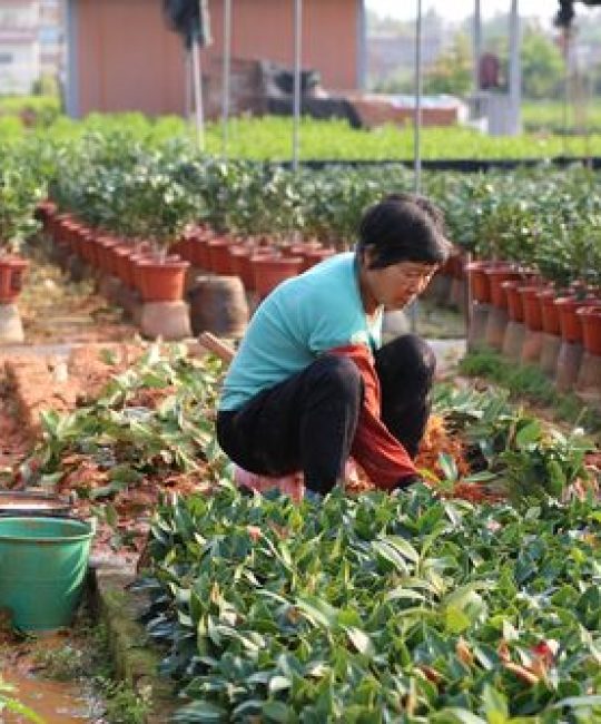 适宜时间：夏季并非最佳，但可应急操作