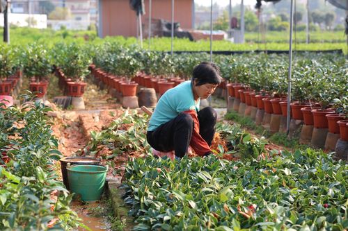 适宜时间：夏季并非最佳，但可应急操作