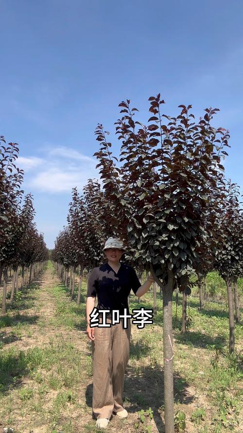 红叶李嫁接全攻略:砧木特性与接穗选择指南 三、嫁接操作流程与关键节点控制