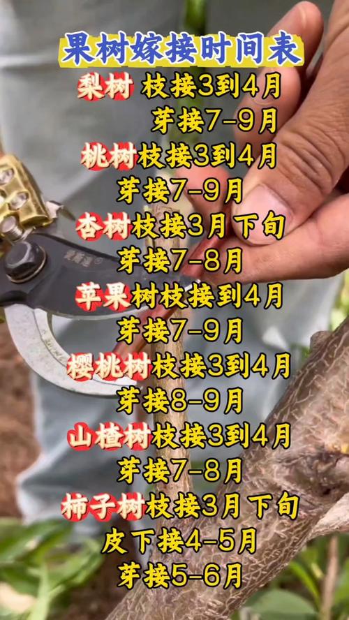 红叶李嫁接全攻略:砧木特性与接穗选择指南 四、成活率影响因素分析与失败案例