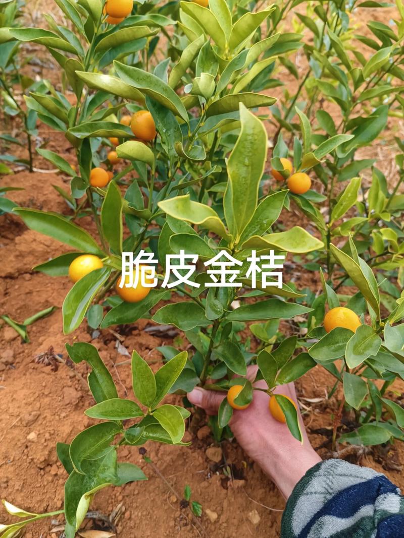 脆皮金桔树带刺吗?真相及养护全攻略 五、病虫害防治