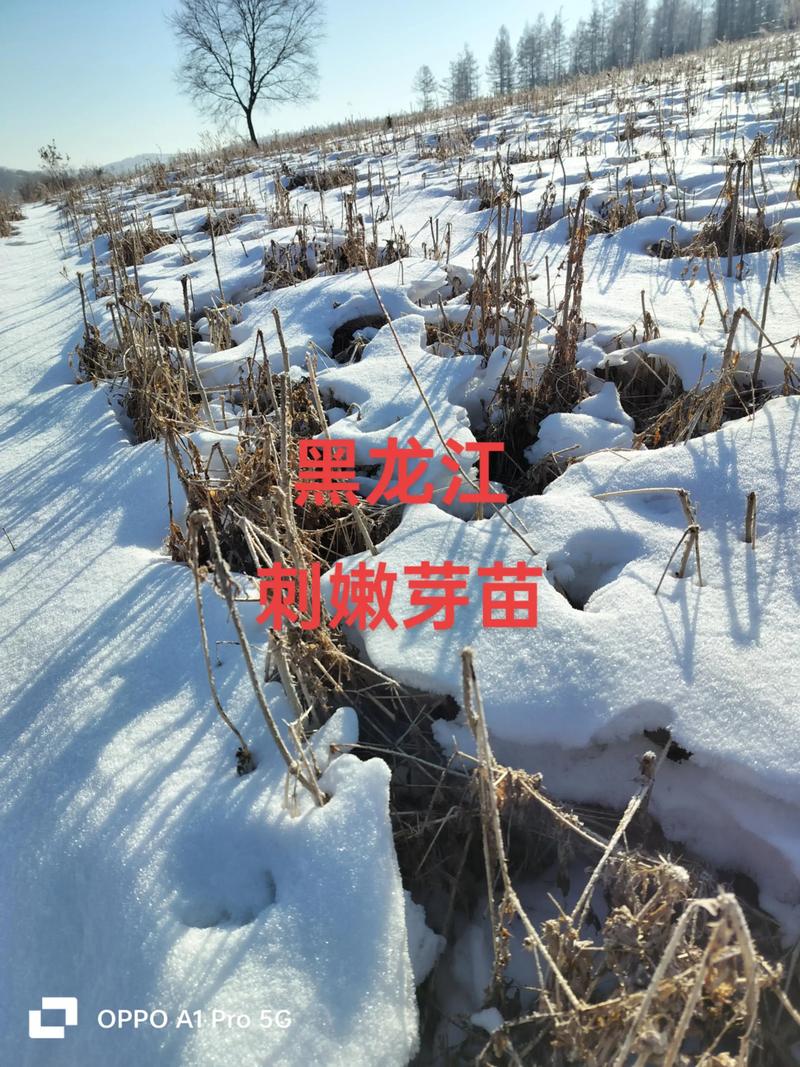刺老芽苗多少钱一棵?规格、产地、季节、采购量影响报价 刺老芽苗多少钱一棵?规格、产地、季节、采购量影响报价